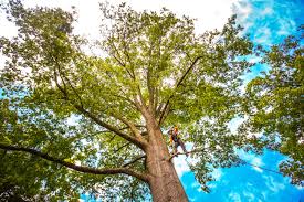 How Our Tree Care Process Works  in  Canyon Day, AZ