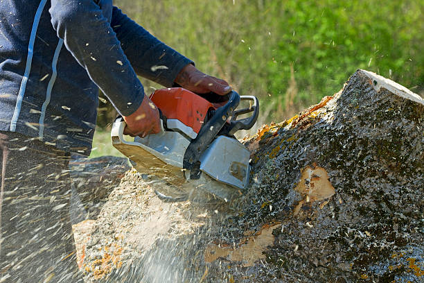 Leaf Removal in Canyon Day, AZ